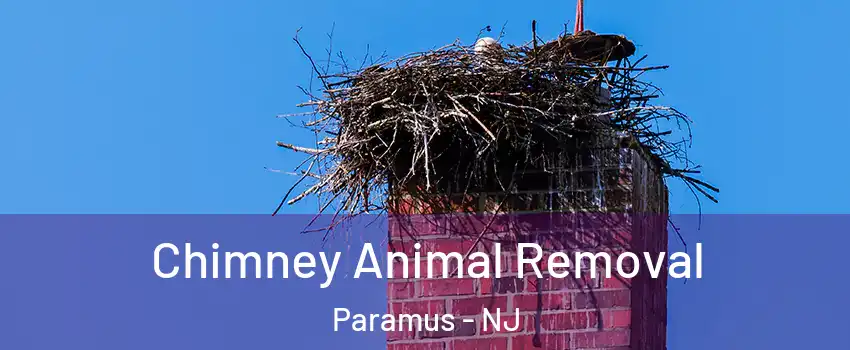 Chimney Animal Removal Paramus - NJ