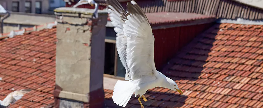Residential Chimney Animal Removal Solution in Paramus, NJ