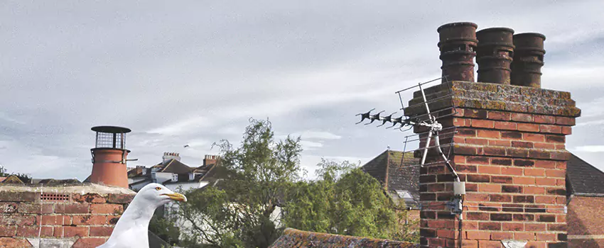 Chimney Cleaning And Restoration in Paramus, New Jersey